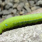 Oleander Hawkmoth Caterpillar