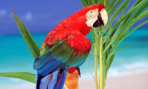 How to mod Parrot HD LWP Full 1.0 mod apk for pc
