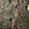 Cicada under wasp attack