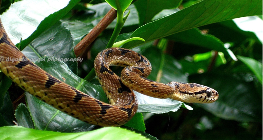 Eastern cat snake