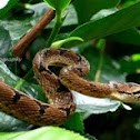 Eastern cat snake