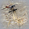 Thread Waisted Wasp