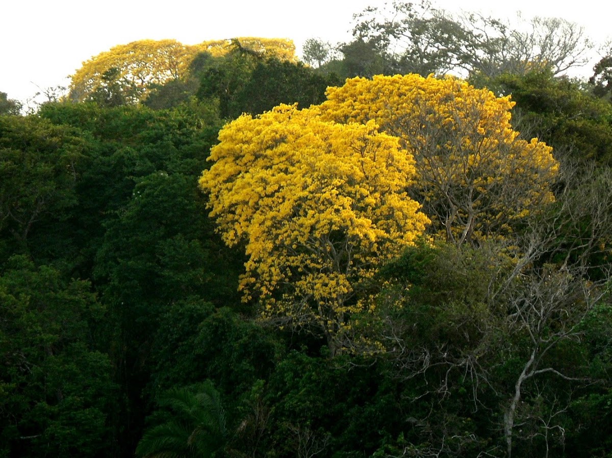 Guayacan tree