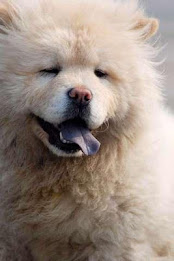 Chow Chow Puzzle poster 2