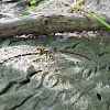 Male Giant Ichneumon Wasp