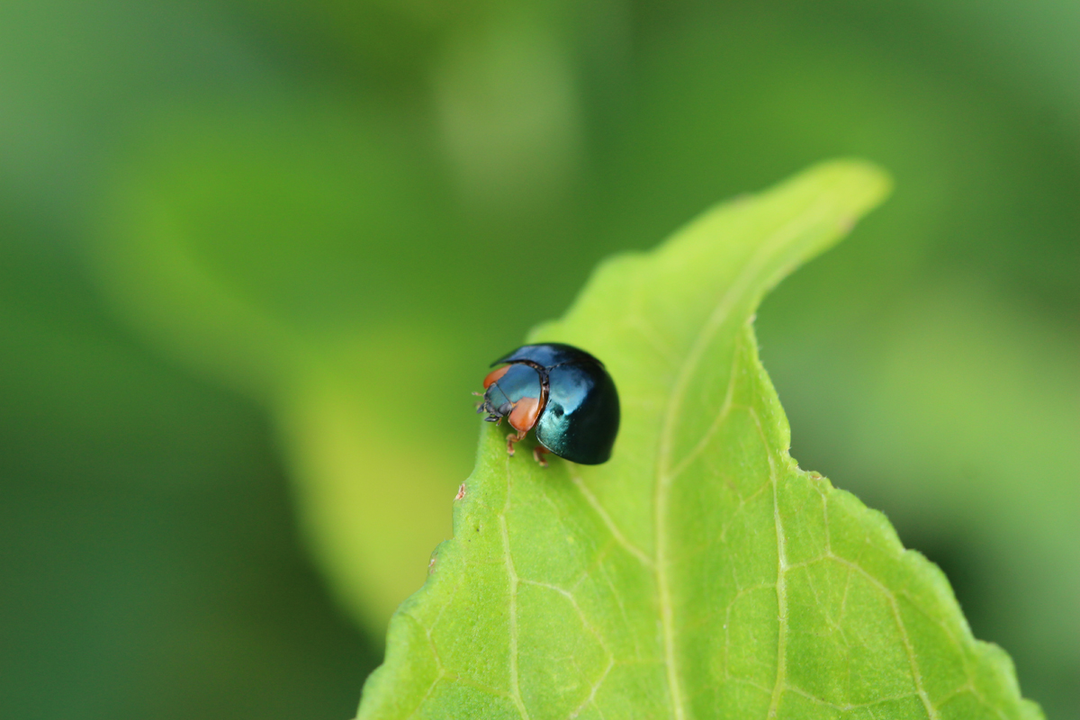 Metallic Blue Lady Beetle