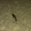 Earwig