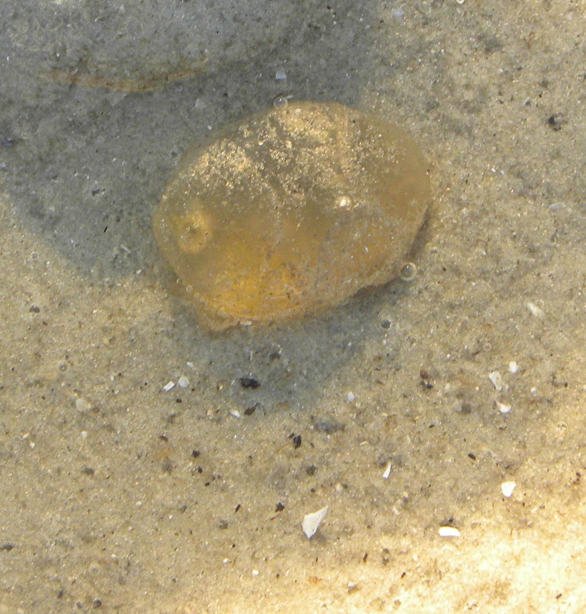 Jellyfish mesoglea