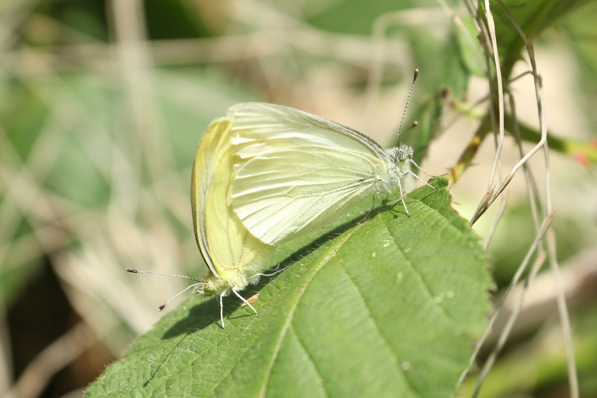 Margined White