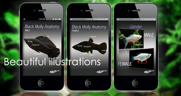 All About Mollies Screenshots 1