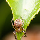 Garden spider