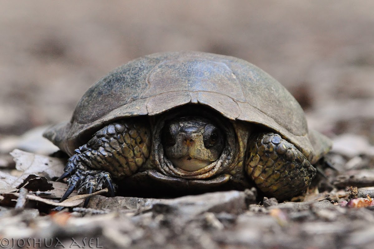 Western Pond Turtle