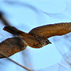 Red-tailed hawk