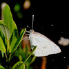 Great Southern white butterfly