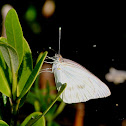 Great Southern white butterfly