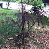 Japanese maple