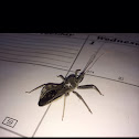 Wheel bug