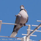 Collared Dove; Tórtola Turca