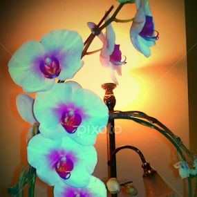 orchids at home by Lilly Revheim - Flowers Flower Buds