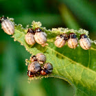 False potato beetle (larvae)