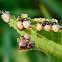 False potato beetle (larvae)