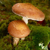 Humungous fungus