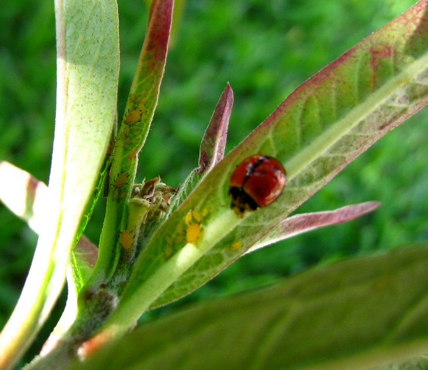 Australian lady beetle (& aphids)