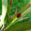 Australian lady beetle (& aphids)