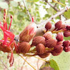 Jigal Tree ( Kimberley Bauhinia)