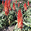Mountain Bush Aloe