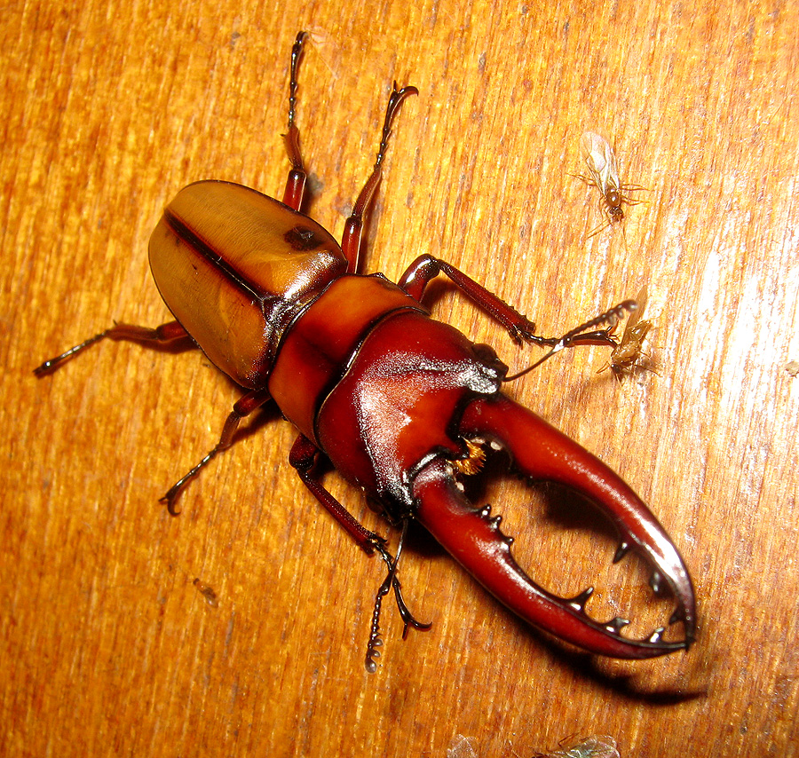 Orange Stag Beetle