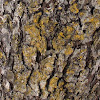 Candelariaceae Lichen