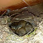 Golondrinas en su nido