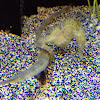 Sea horse hanging on to some kind of fish