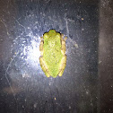 Cope's Gray Tree Frog