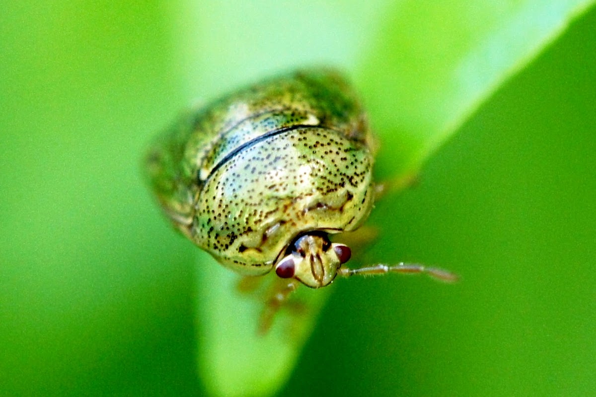 Bean Bug or Bean Plataspid