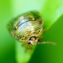 Bean Bug or Bean Plataspid