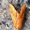 Footman Moth苔蛾