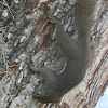 Plaintain Squirrel