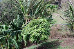 Julie Mango Dwarf Orange