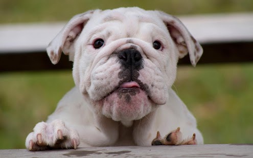 How to mod Bulldogs - HD Wallpapers 1.0.3 mod apk for pc
