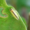 Two Spotted Leafhopper