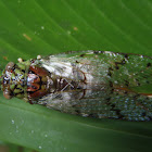 Cicada