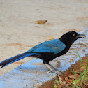 San blas jay