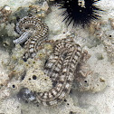 Feathermouth sea cucumber (Synaptidae)