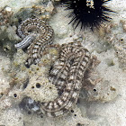 Feathermouth sea cucumber (Synaptidae)