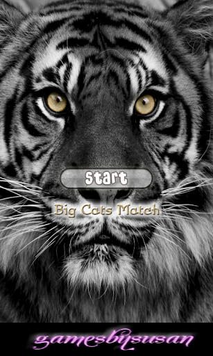 Big Cats Match