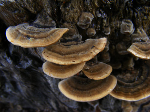 Turkeytail Fungi
