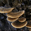 Turkeytail Fungi
