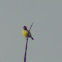 Purple-rumped Sunbird